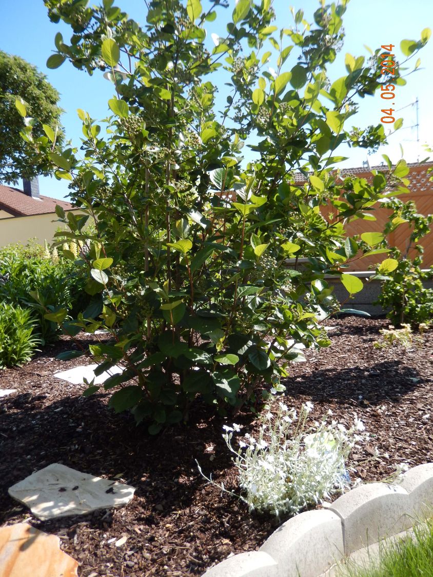 Apfelbeere 'Nero' - Aronia prunifolia 'Nero' - Baumschule Horstmann