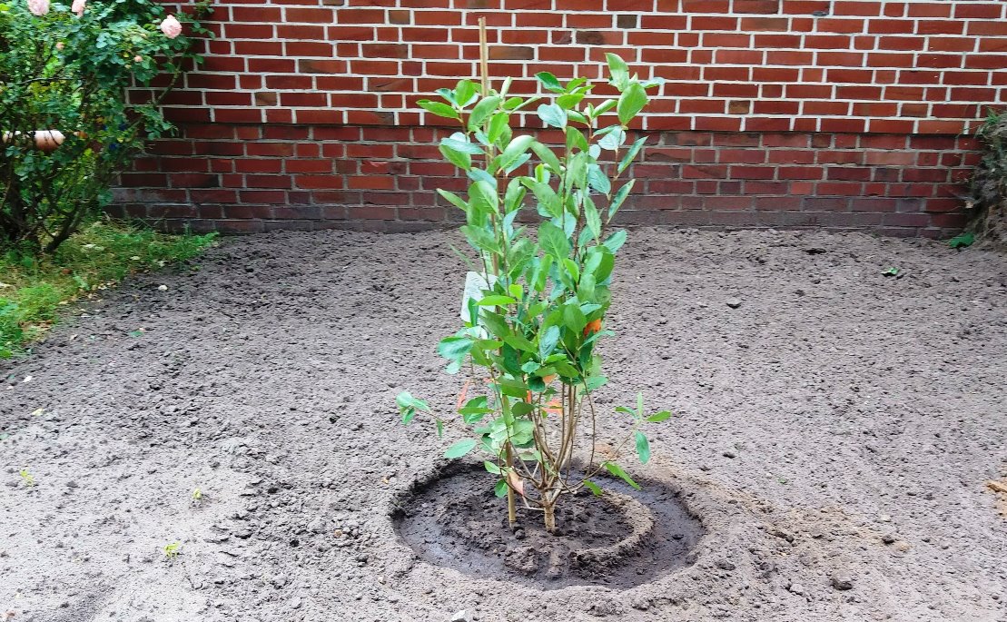 Apfelbeere 'Nero' - Aronia prunifolia 'Nero' - Baumschule Horstmann