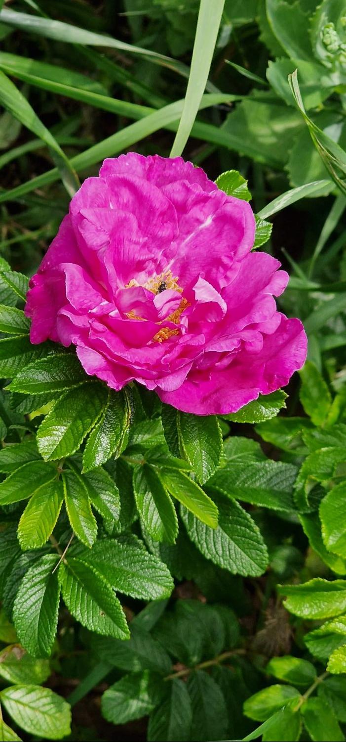 Sumpf frisch 100 Stück Rosen Blumen Samen zum Pflanzen Baby Pink 