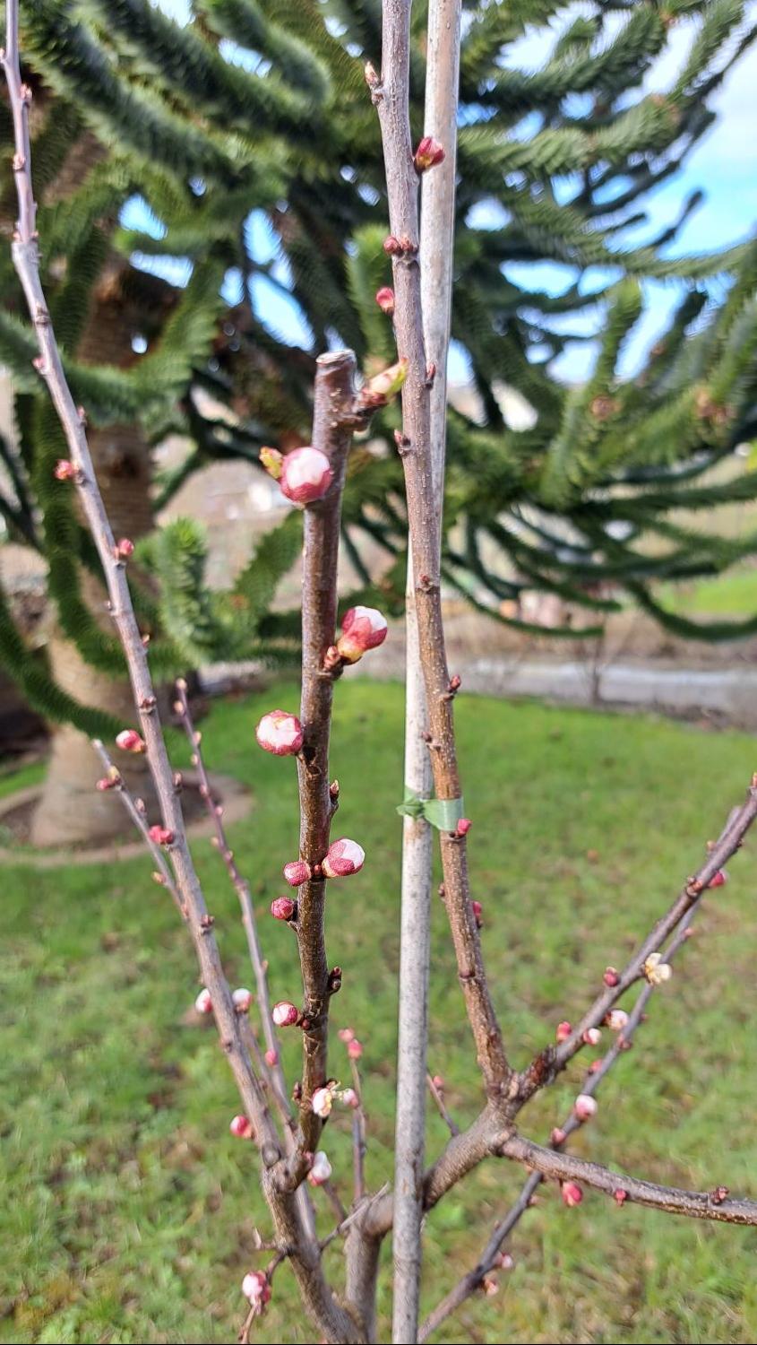 Aprikose 'Bergeron' - Prunus armeniaca 'Bergeron' - Baumschule Horstmann