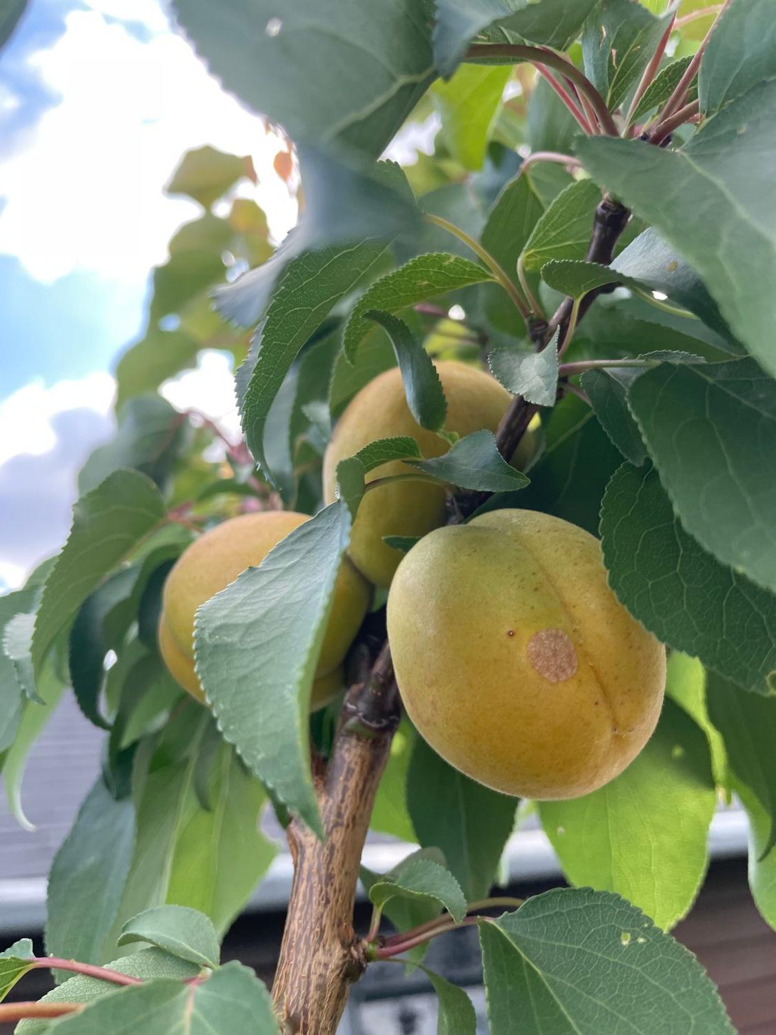 Aprikose 'Orangenaprikose' - Prunus armeniaca 'Orangenaprikose' -  Baumschule Horstmann