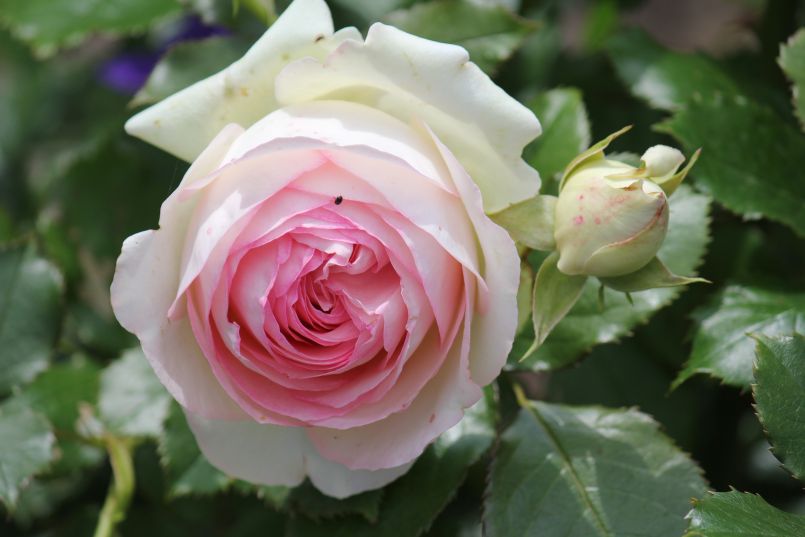 Strauchrose 