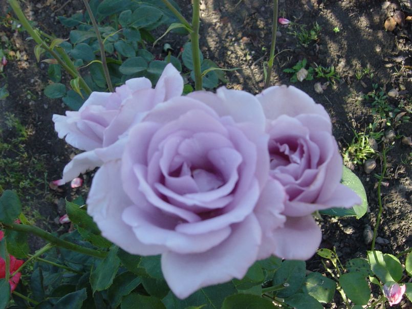 Edelrose Rose „Mainzer Fastnacht ®“ duftend