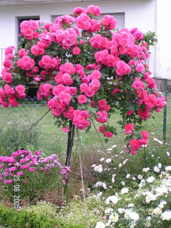 Kletterrose  Rose Rosarium Uetersen® leicht duftend 7 Liter Container 