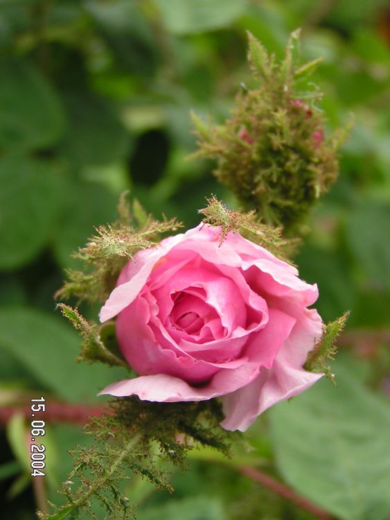 Moos-Rose / Wildrose \'Muscosa\' - Schönste Rosen & Expertenwissen | 