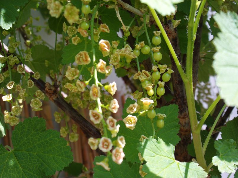 Rote Johannisbeere 'Jonkheer van Tets' - Ribes rubrum 'Jonkheer van Tets' -  Baumschule Horstmann