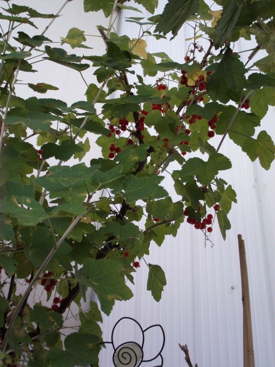Jonkheer van Tets - Rot - 90cm Rote weiße oder Schwarze Johannisbeere Beerenobst Gartenpflanze Ribes rumbrum auf Stamm veredelt 