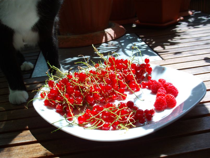 Rote Johannisbeere 'Jonkheer van Tets' - Ribes rubrum 'Jonkheer van Tets' -  Baumschule Horstmann