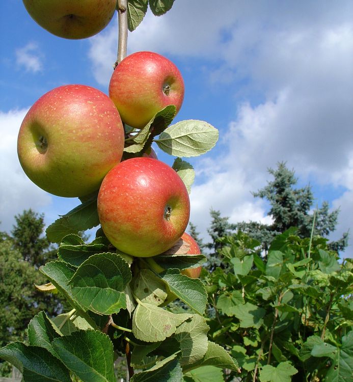 Herbstapfel \'Alkmene\' - Malus \'Alkmene\' - Baumschule Horstmann