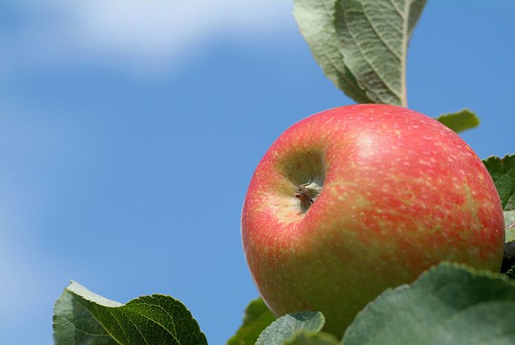 Herbstapfel \'Alkmene\' - Malus \'Alkmene\' - Baumschule Horstmann