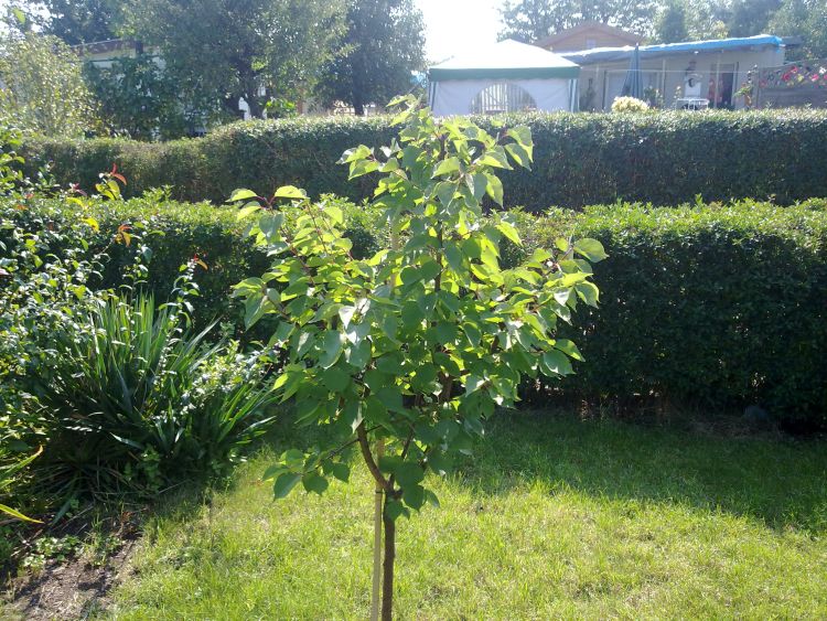 Aprikose 'Ungarische Beste' - Prunus armeniaca 'Ungarische Beste' -  Baumschule Horstmann