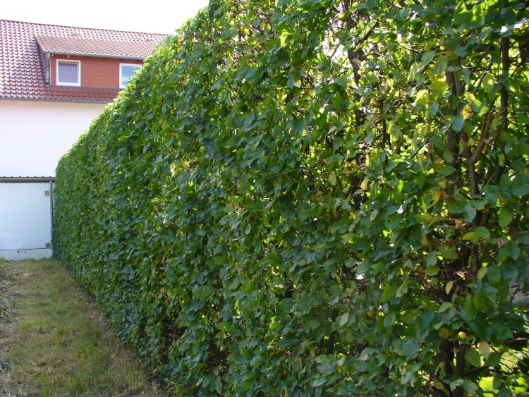 Hainbuche, Weißbuche 2 Meter Hecke FloraSelf Carpinus betulus H 40