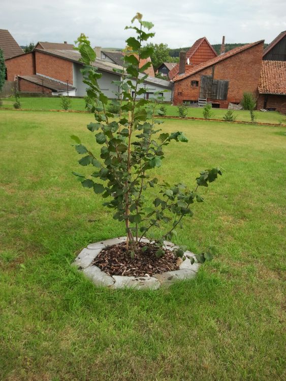 Haselnuss 'Hallesche Riesennuss' - Corylus avellana 'Hallesche Riesennuss'  - Baumschule Horstmann