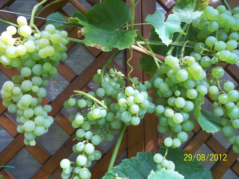 Weintraube 'Lakemont' - Vitis 'Lakemont' - Baumschule Horstmann