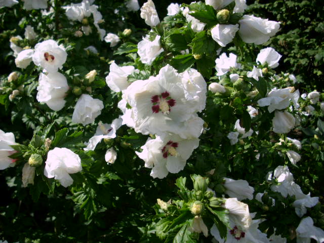 Garteneibisch \'Red Heart\' - Hibiscus syriacus \'Red Heart\' - Baumschule  Horstmann