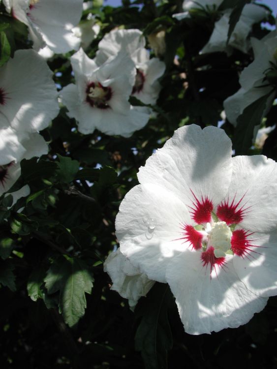 Garteneibisch \'Red Heart\' - Hibiscus syriacus \'Red Heart\' - Baumschule  Horstmann