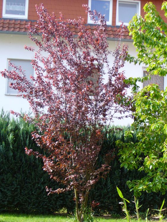 \'Nigra\' - \'Nigra\' - Baumschule Prunus Horstmann Blutpflaume cerasifera