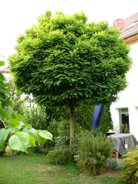 KugelRobinie / Kugelakazie Robinia pseudoacacia 'Umbraculifera