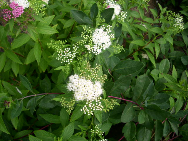 1,29 € pro St 10 x Spiraea japonica 'Albiflora' Weiße Zwergspiere 