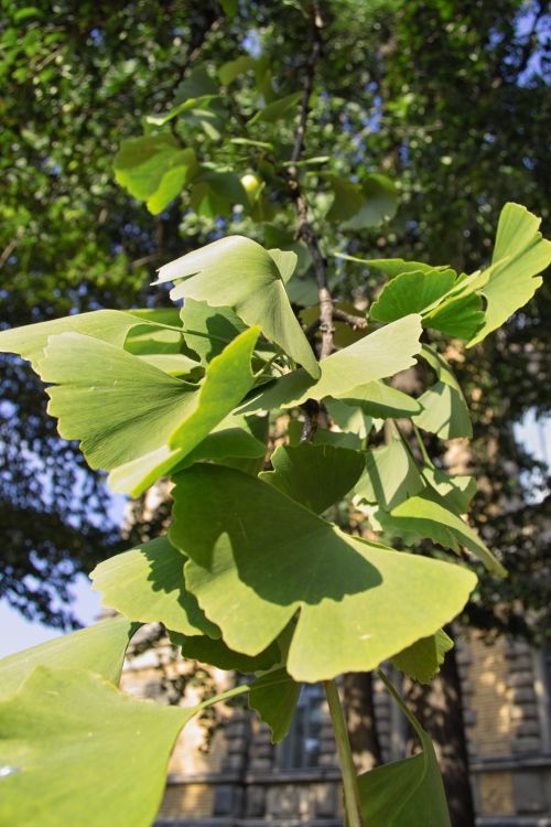 Ginkgobaum Ginkgo biloba Pflanze 35-40cm Ginko Rarität Baum des Jahrtausends 