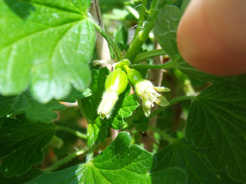 Stachelbeere 'Hinnonmäki rot' - Ribes uva-crispa 'Hinnonmäki rot' -  Baumschule Horstmann