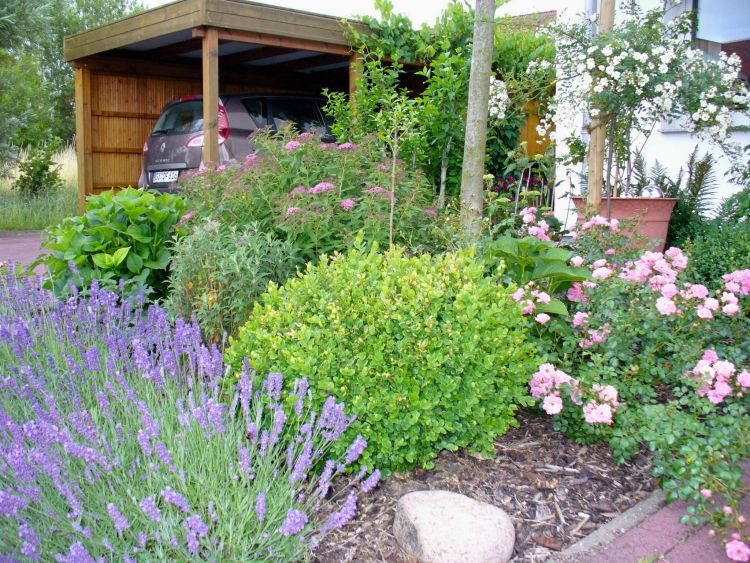 Echter Lavendel Lavandula Angustifolia Fur Deinen Garten