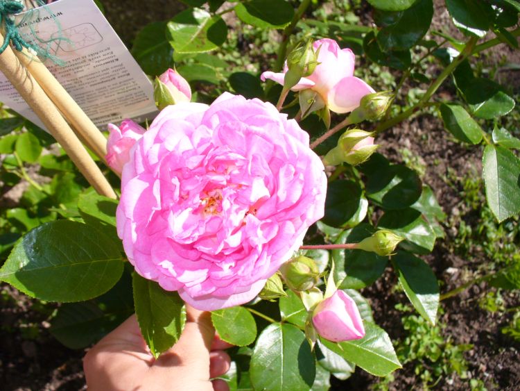 Kletterrose 'Jasmina' ® Finde Deine neue Rose + Online Ratgeber