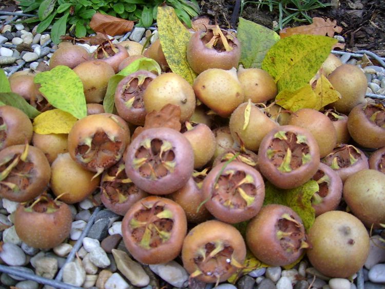 Mispel, großfrüchtig / Echte Mispel - Mespilus germanica - Baumschule Horstmann