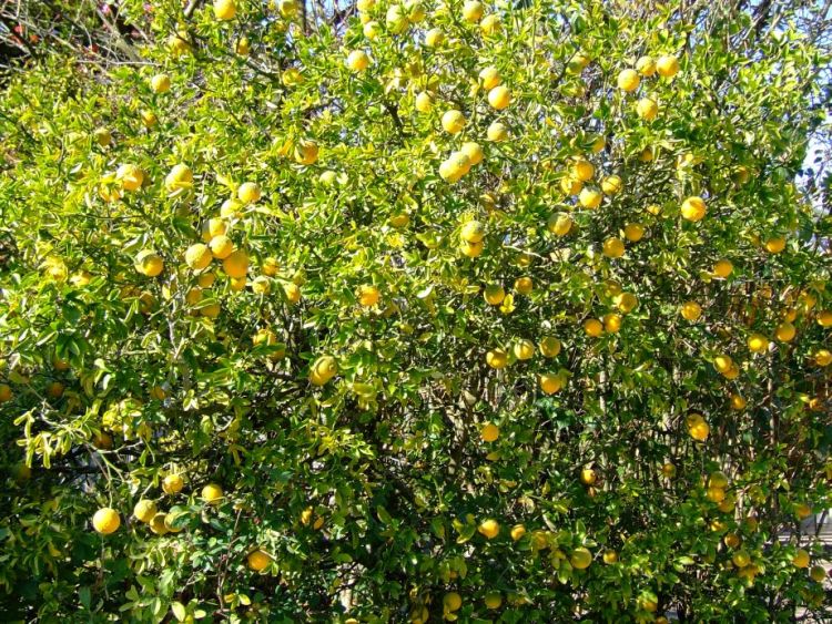 Bitterorange - trifoliata - Baumschule Horstmann Poncirus