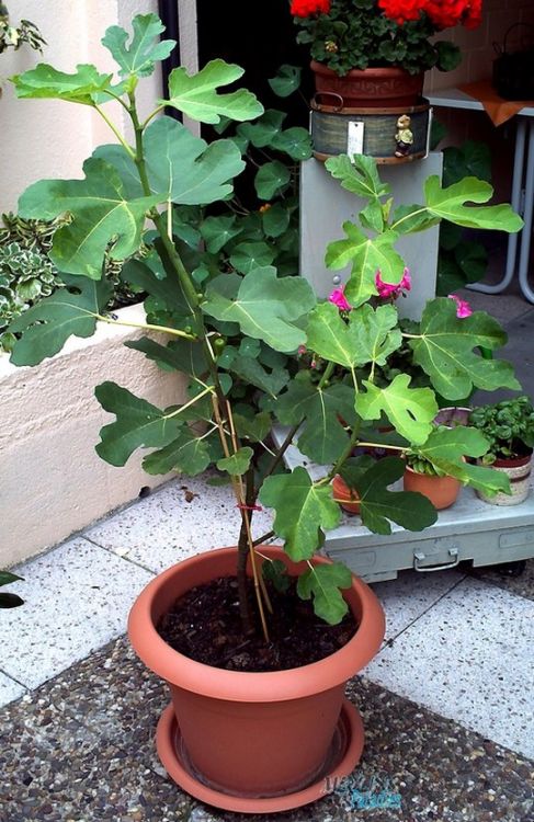 Feige - Ficus carica - Baumschule Horstmann