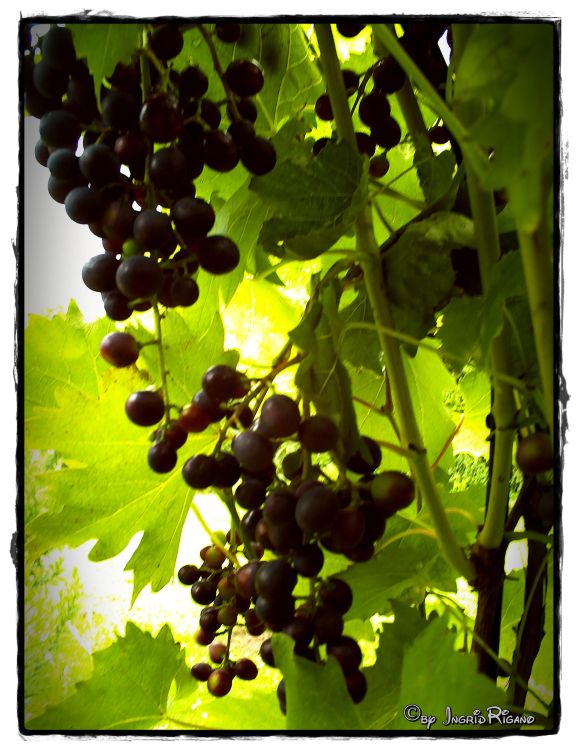 Weintraube 'Regent' - Vitis 'Regent' - Baumschule Horstmann