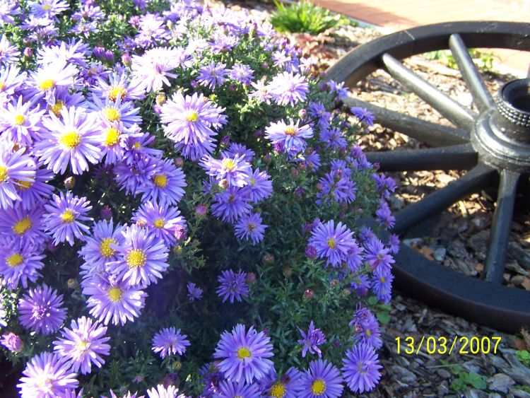 Kissen-Aster 'Blaue Lagune' - Schönste Stauden & Expertenwissen