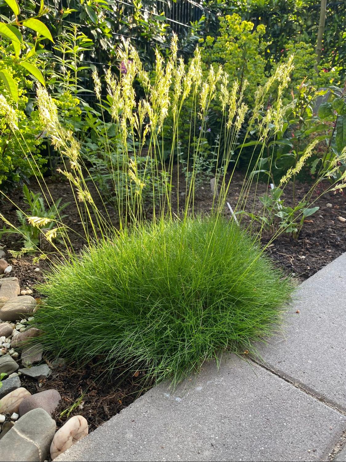 Bärenfell Schwingel (Festuca gautieri) für Deinen Garten!