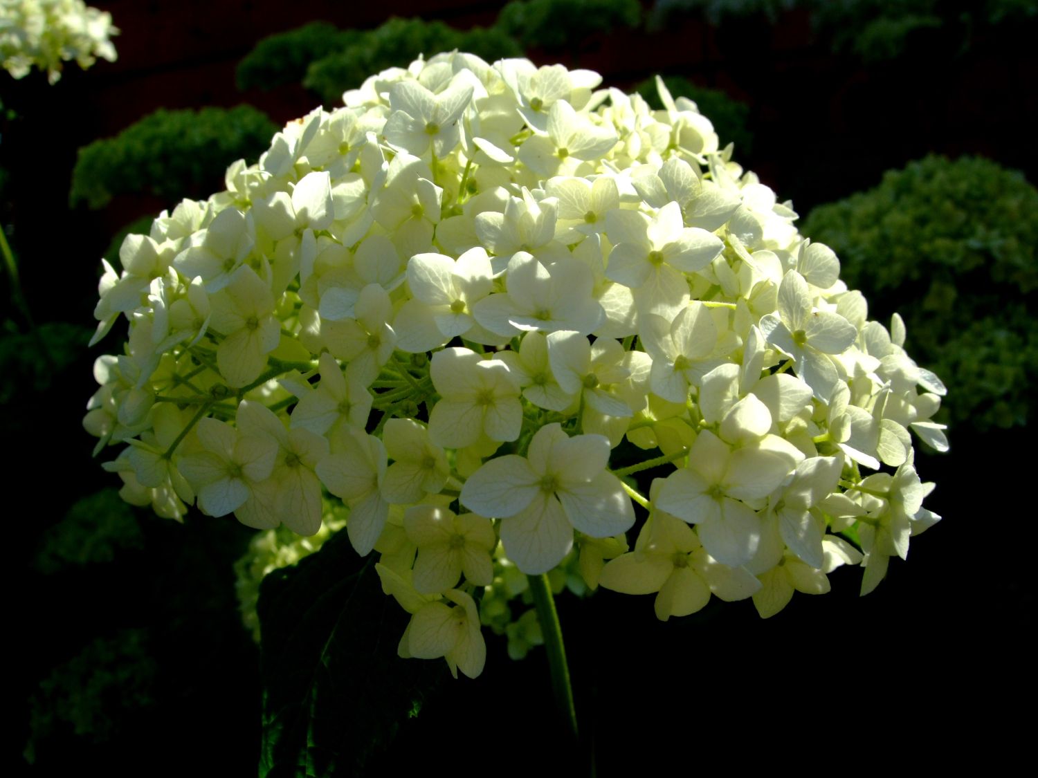 Annabelle 3 x Schneballhortensie Pflanze sehr beliebte Hortensie große weiße Blüten