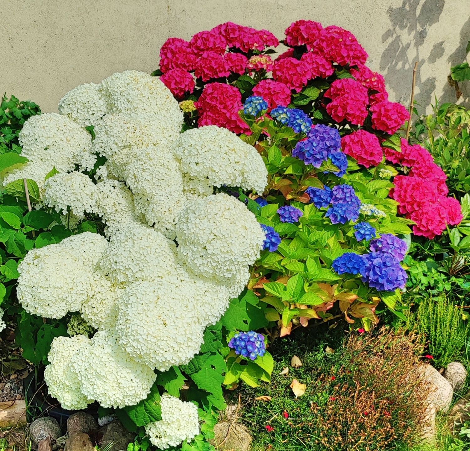 Garten von Ehren® Containerware 60-100 cm Ballhortensie weiße Blüte Annabelle Hydrangea arborescens Annabelle 