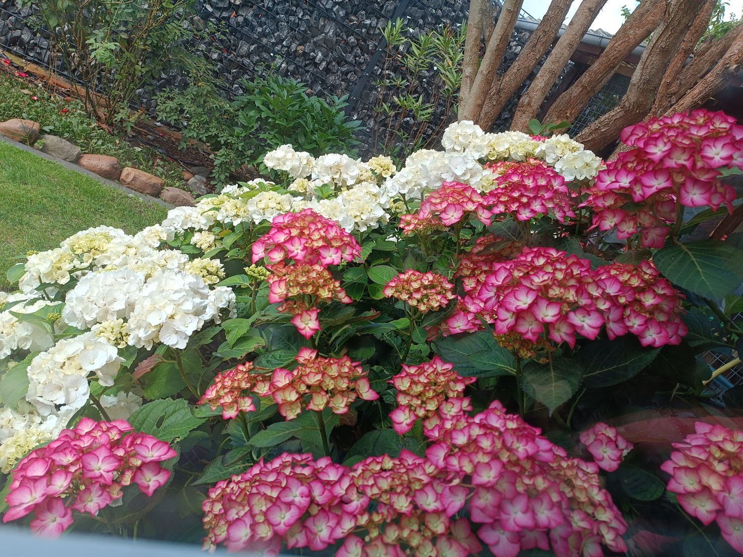 Ballhortensie 'Schneeball'  - Hydrangea macrophylla 'Schneeball'  -  Baumschule Horstmann