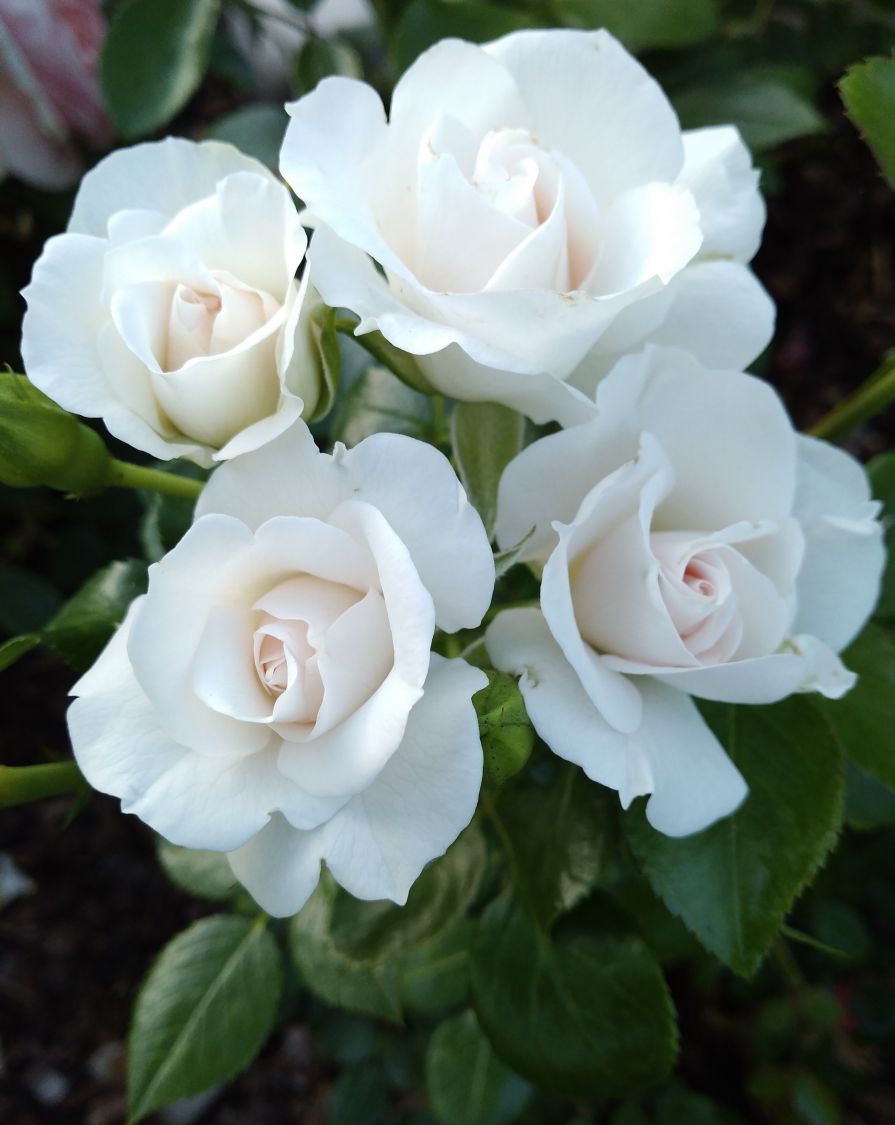 von Garten Schlüter Pflanzen in Top Qualität Weiße Rose Pflanze Winterhart Halbschattig gesundes Laub Beetrose weiße Blüten Rose Aspirin Rose®