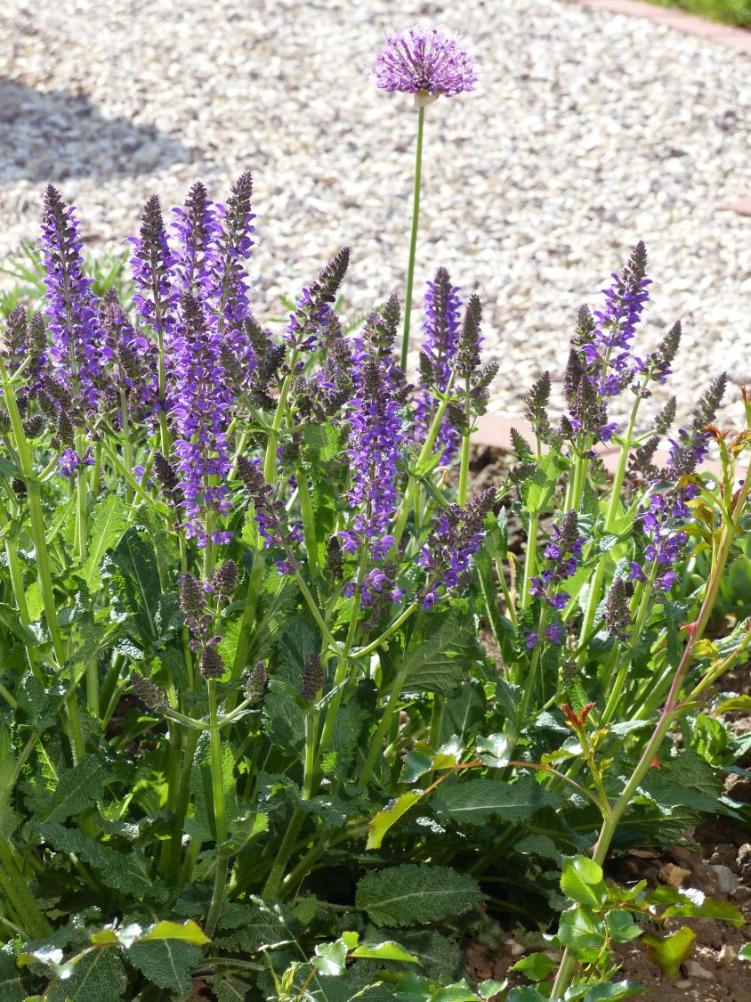 Dunkelblauer Garten-Salbei Salvia nemerosa "Mainacht" 