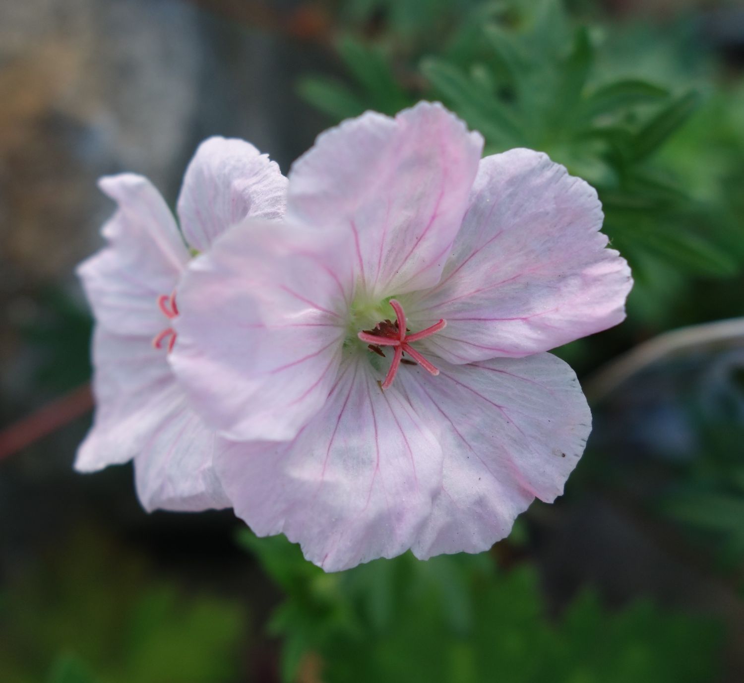 Blumixx Stauden Geranium Sanguineum 'Apfelblüte' - Blutstorchschnabel Im 0,5L Topf, Zartrosa Blühend
