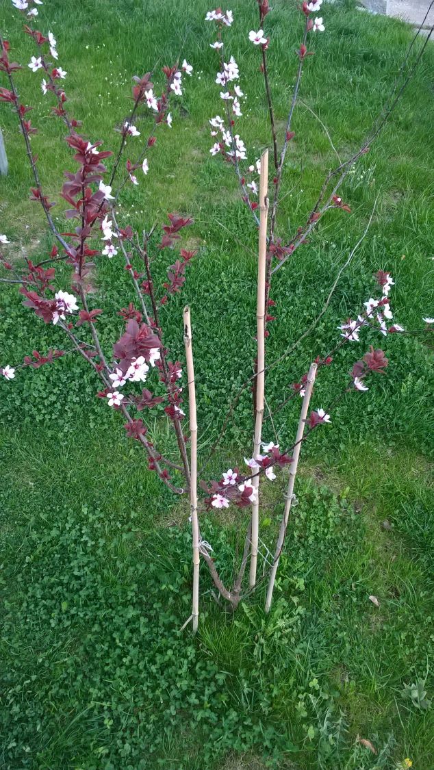 \'Nigra\' - Baumschule - Blutpflaume Prunus cerasifera \'Nigra\' Horstmann