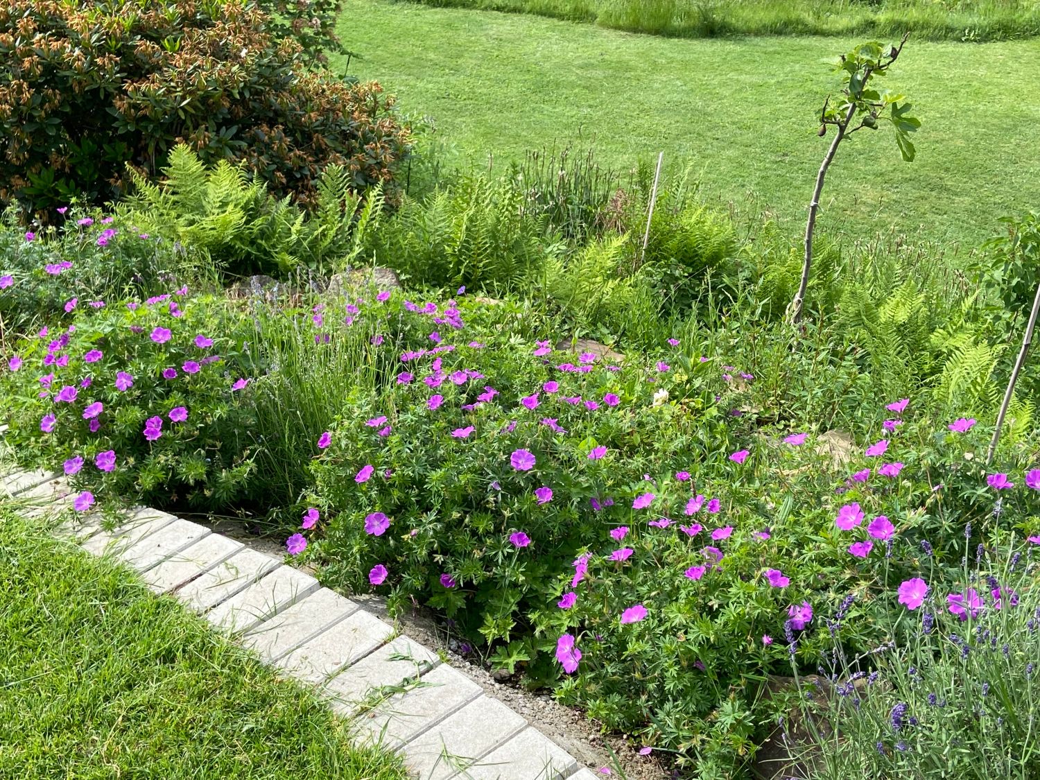 Blutroter Storchschnabel (Geranium sanguineum) für Deinen Garten!