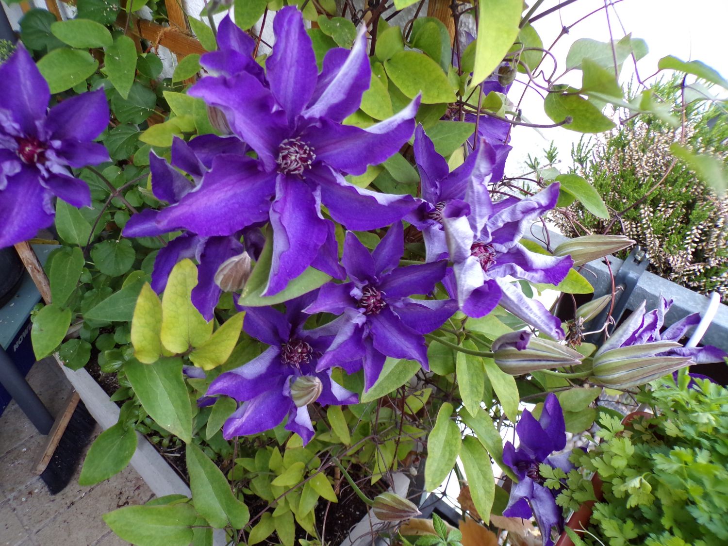 JUST Arrived The President Clematis Plug Plant