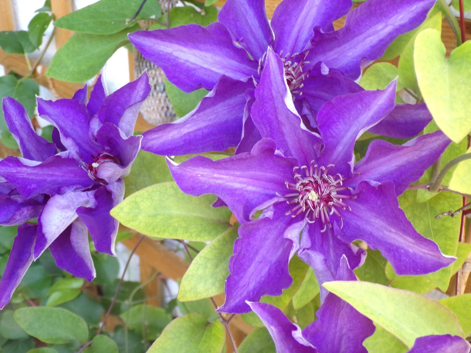 JUST Arrived The President Clematis Plug Plant