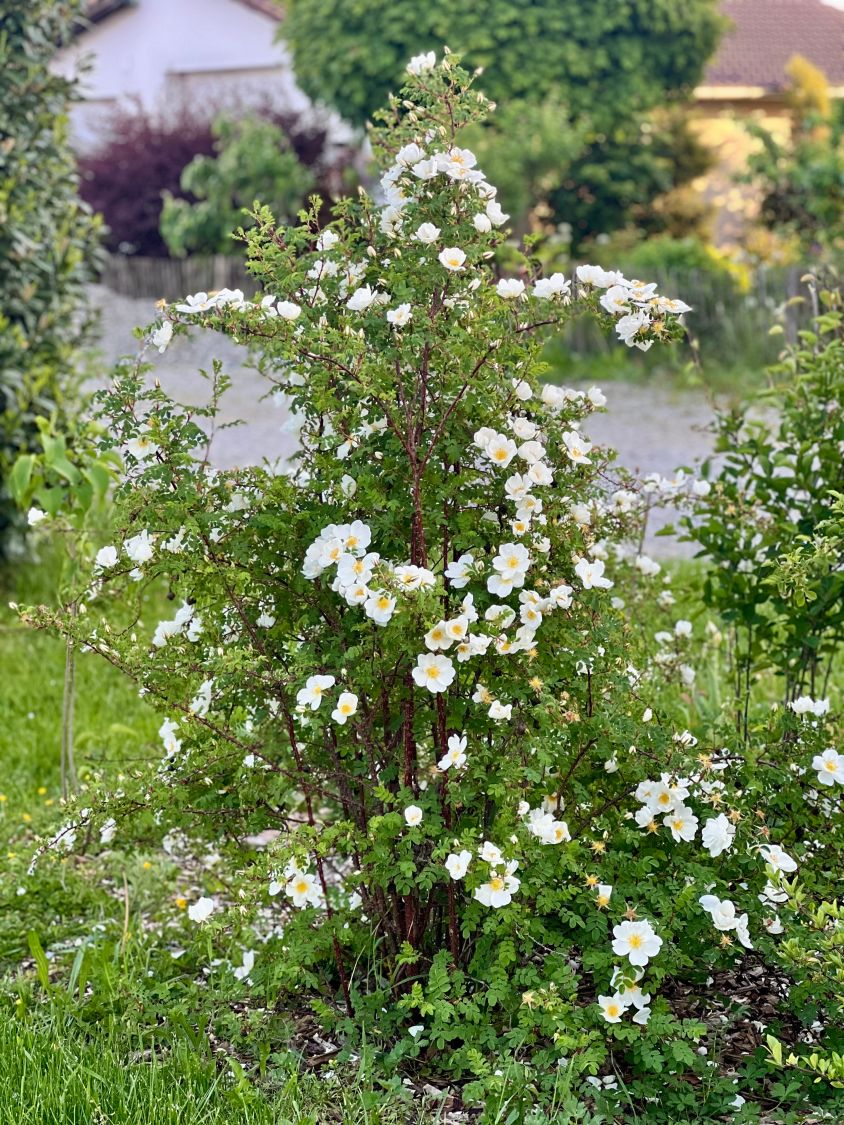Dnenrose / Bibernellrose - Rosa pimpinellifolia - Baumschule Horstmann