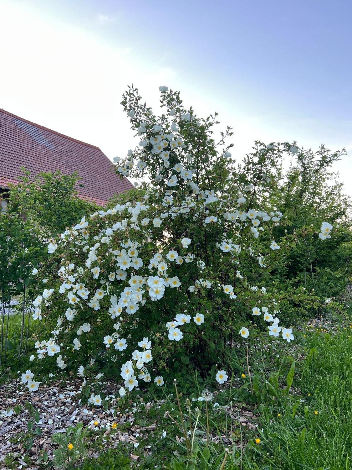 Dnenrose / Bibernellrose - Rosa pimpinellifolia - Baumschule Horstmann
