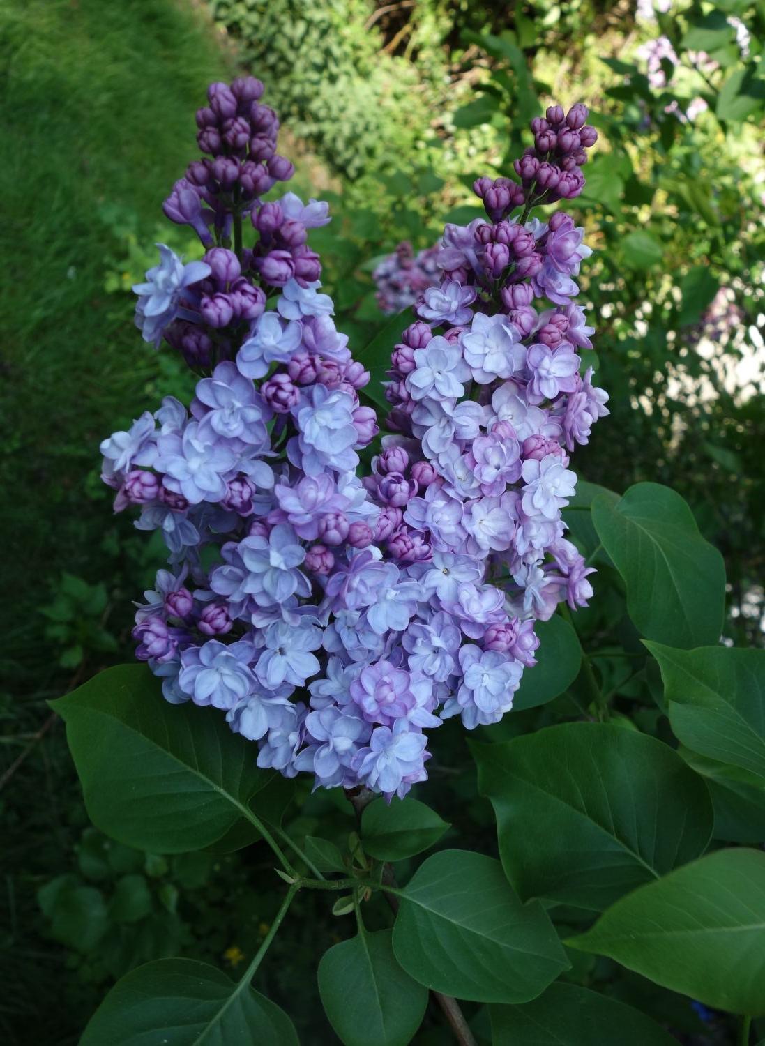 Edelflieder 'Michel Buchner' - Syringa vulgaris 'Michel Buchner' -  Baumschule Horstmann