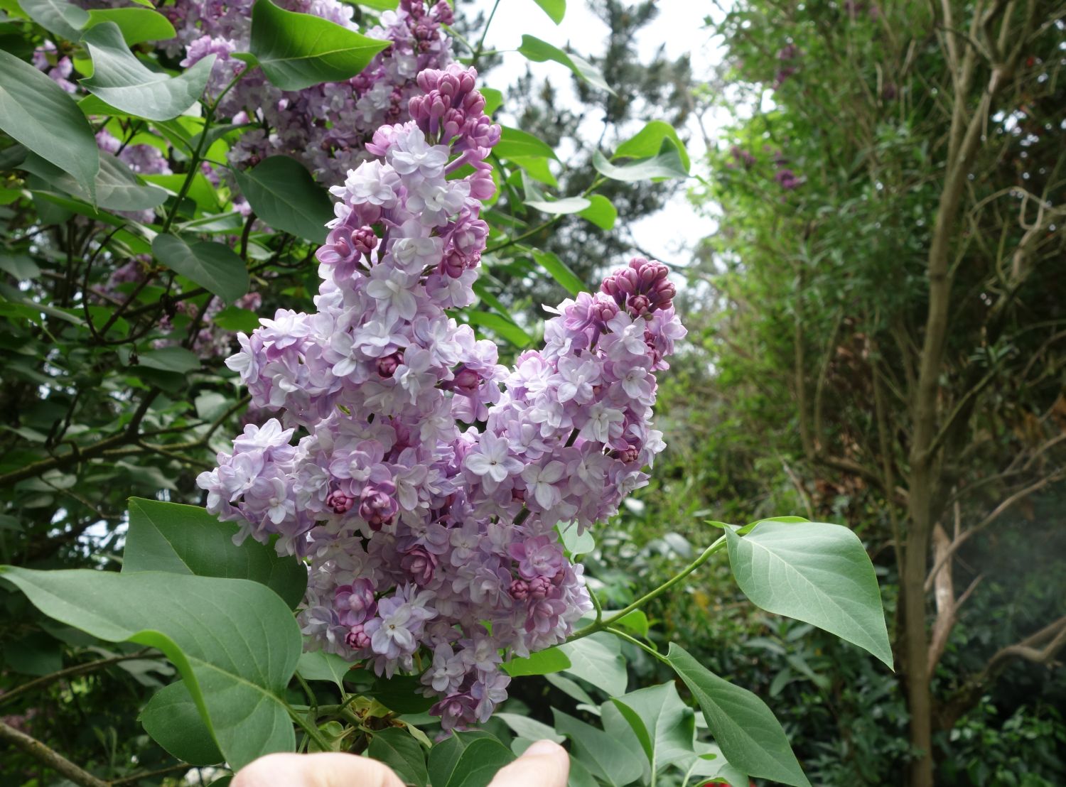 Edelflieder 'Michel Buchner' - Syringa vulgaris 'Michel Buchner' -  Baumschule Horstmann