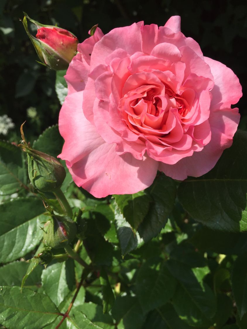 Edelrose 'Augusta Luise' ® Schönste Rosen & Expertenwissen