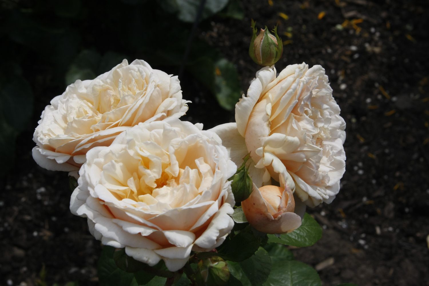 Edelrose 'Tropicana' ® Finde Deine neue Rose + Online Ratgeber