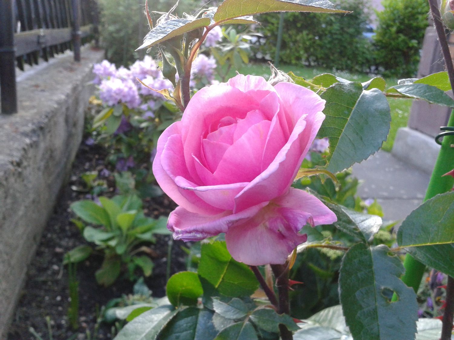 - rosa blühende Topfrose im 6 L Topf Premium frisch aus der Gärtnerei Gartenrose Pflanzen-Kölle Englische Rose „Gertrude Jekyll 